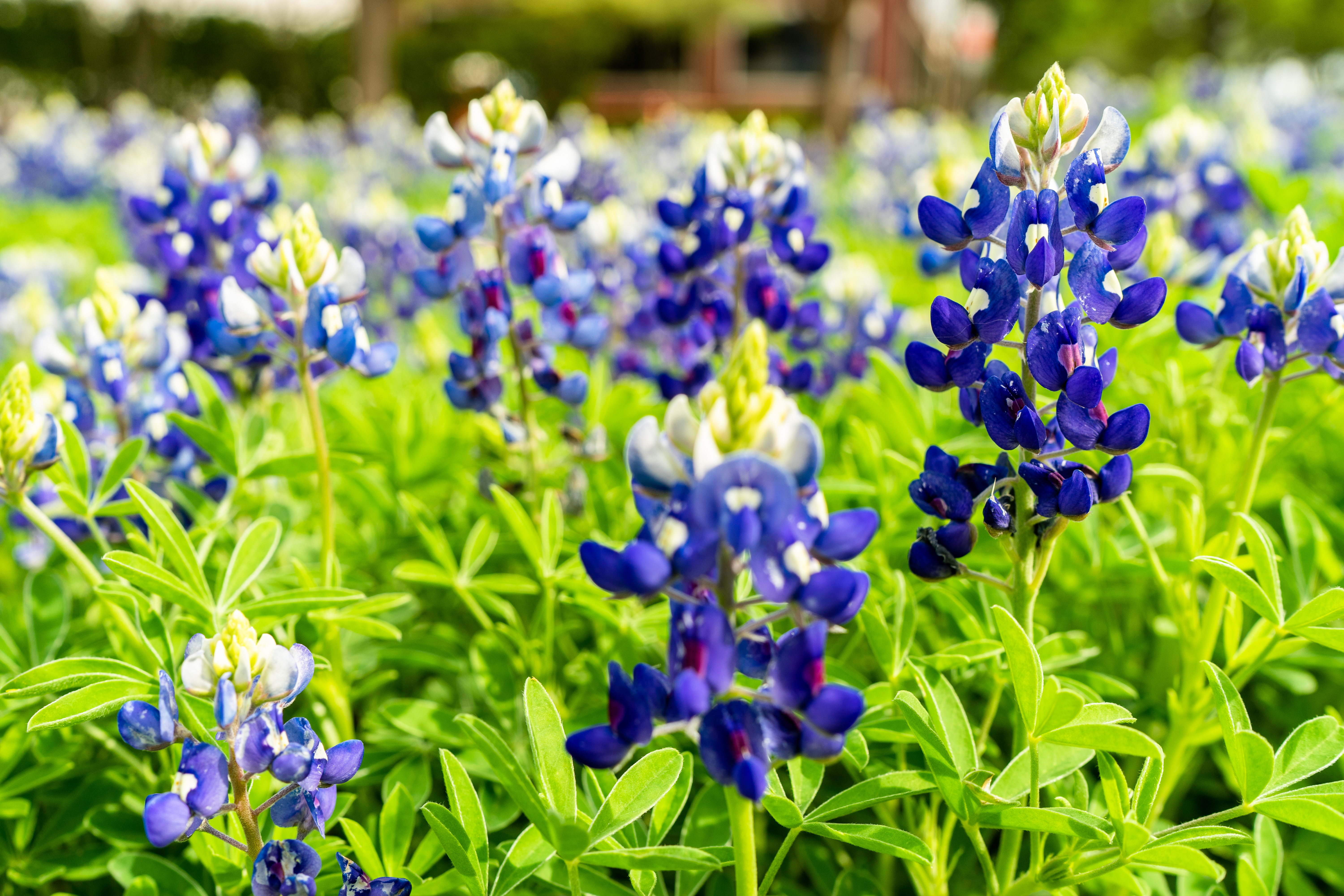 Discover 7 Compelling Reasons to Call Central Texas Your Home Blog Image Banner