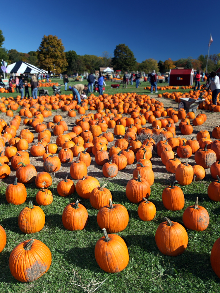 "Top Pumpkin Patches & Fall Festivals in East Texas for Family Fun This October" Blog Image Banner
