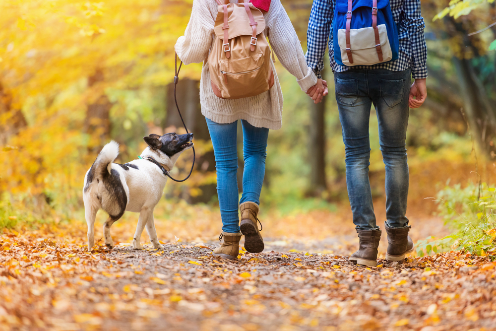 Why Fall 2025 Is the Perfect Time to Buy Your Texas Dream Home Blog Image Banner