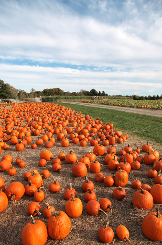 Discover Austin's Best Fall Festivals: Top Spots for Photos and Pumpkin Picking Blog Image Banner