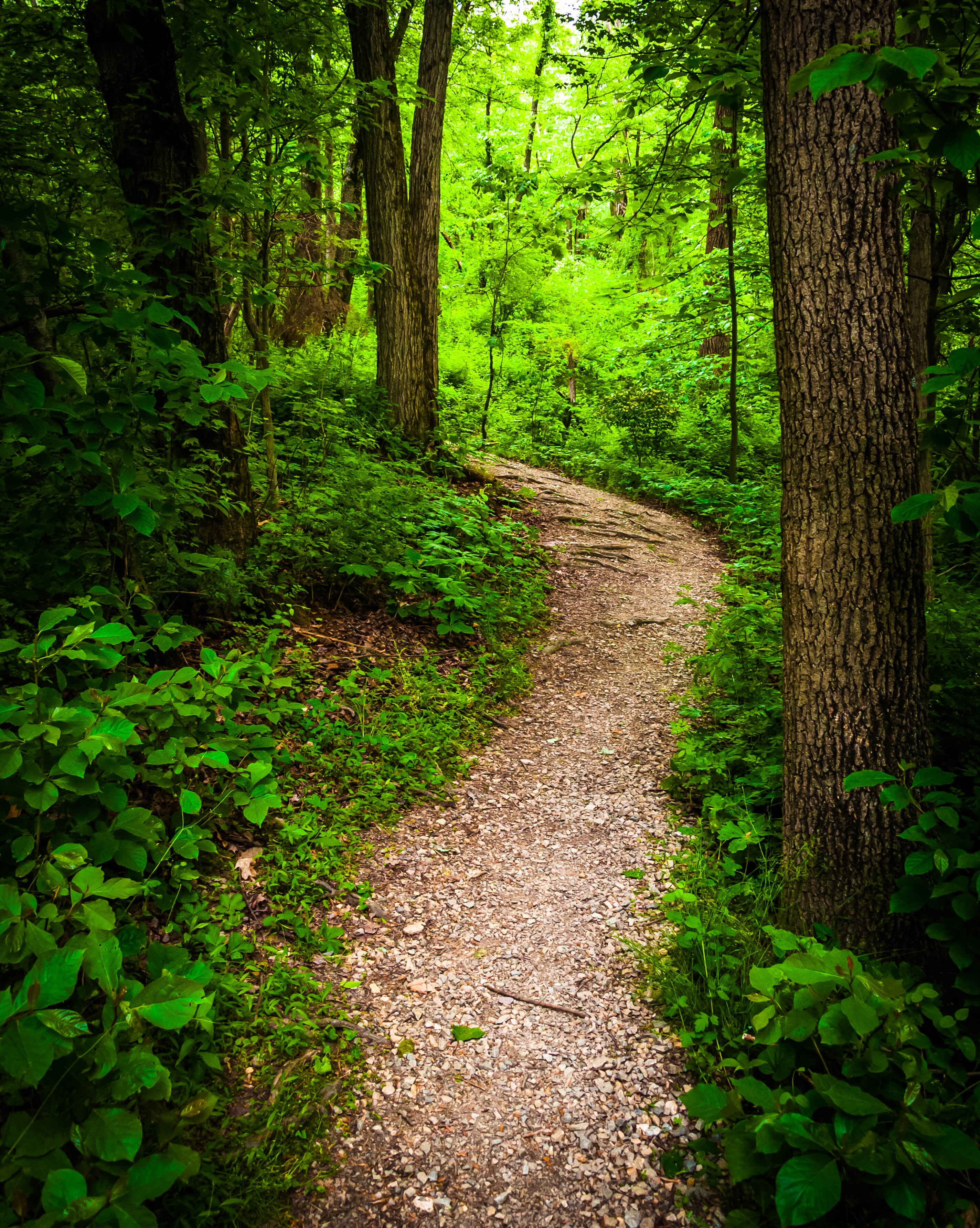 Explore Austin's Hidden Hiking Trails: Your Guide to Outdoor Adventures & Scenic Views Blog Image Banner